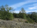 Day 4 - Hummocks - Thriving deciduous forest after 29 years